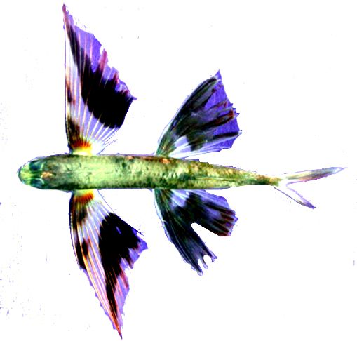 Cheilopogon exsiliens_0123